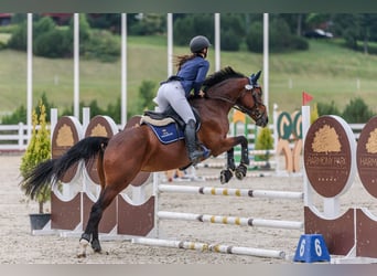 Studbook angloeuropeo, Giumenta, 7 Anni, 165 cm, Baio ciliegia