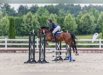 Studbook angloeuropeo, Giumenta, 7 Anni, 165 cm, Baio ciliegia