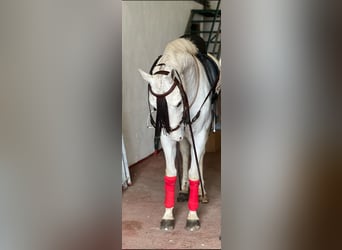 Studbook angloeuropeo Mix, Giumenta, 7 Anni, 165 cm, Grigio