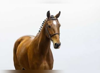 Studbook angloeuropeo, Giumenta, 7 Anni, 168 cm, Baio