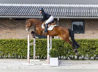 Studbook angloeuropeo, Giumenta, 7 Anni, 168 cm, Baio