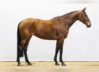 Studbook angloeuropeo, Giumenta, 7 Anni, 168 cm, Baio
