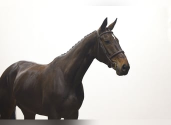 Studbook angloeuropeo, Giumenta, 7 Anni, 169 cm, Baio scuro