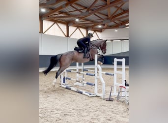 Studbook angloeuropeo, Giumenta, 7 Anni, 170 cm