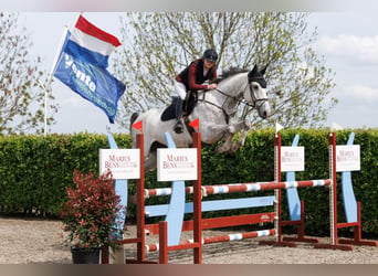 Studbook angloeuropeo, Giumenta, 7 Anni, 173 cm, Grigio