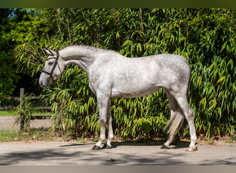 Studbook angloeuropeo, Giumenta, 7 Anni, 173 cm, Grigio