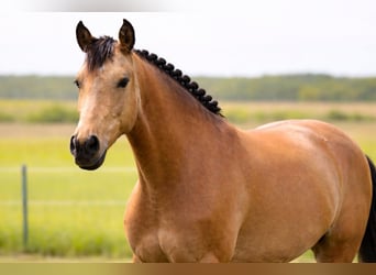 Studbook angloeuropeo, Giumenta, 8 Anni, 148 cm