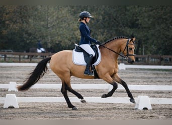 Studbook angloeuropeo, Giumenta, 8 Anni, 148 cm