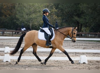 Studbook angloeuropeo, Giumenta, 8 Anni, 148 cm, Falbo