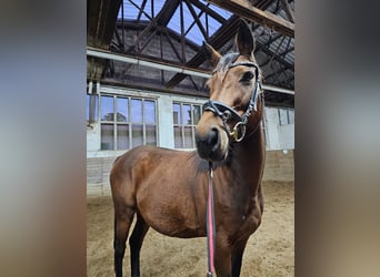 Studbook angloeuropeo, Giumenta, 8 Anni, 163 cm, Baio