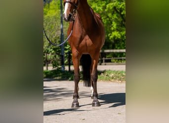 Studbook angloeuropeo, Giumenta, 8 Anni, 164 cm, Baio