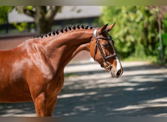 Studbook angloeuropeo, Giumenta, 8 Anni, 164 cm, Baio