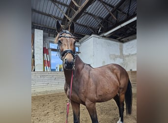 Studbook angloeuropeo, Giumenta, 9 Anni, 163 cm, Baio