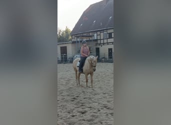 Studbook angloeuropeo, Giumenta, 9 Anni, 165 cm, Palomino