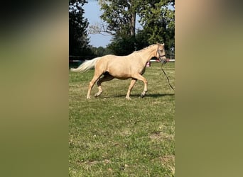 Studbook angloeuropeo, Giumenta, 9 Anni, 165 cm, Palomino