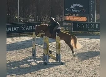 Studbook angloeuropeo, Giumenta, 9 Anni, 166 cm, Sauro