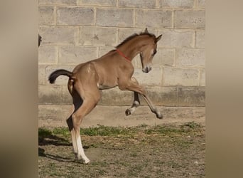 Studbook angloeuropeo, Giumenta, Puledri (05/2026), 165 cm, Leopard