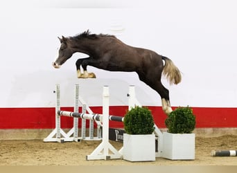 Studbook angloeuropeo, Stallone, 1 Anno, 155 cm, Grigio