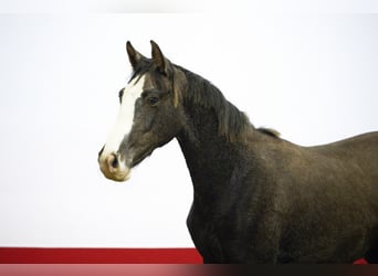 Studbook angloeuropeo, Stallone, 1 Anno, 155 cm, Grigio