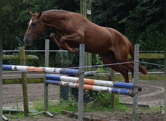 Studbook angloeuropeo, Stallone, 2 Anni, 147 cm, Sauro scuro