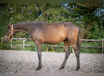 Studbook angloeuropeo, Stallone, 2 Anni, 150 cm, Baio scuro