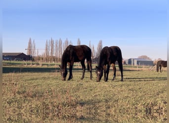 Studbook angloeuropeo, Stallone, 2 Anni, 150 cm, Baio scuro