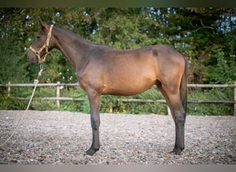 Studbook angloeuropeo, Stallone, 2 Anni, 150 cm, Baio scuro