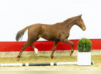 Studbook angloeuropeo, Stallone, 2 Anni, 151 cm, Sauro