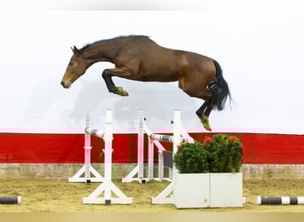 Studbook angloeuropeo, Stallone, 2 Anni, 157 cm