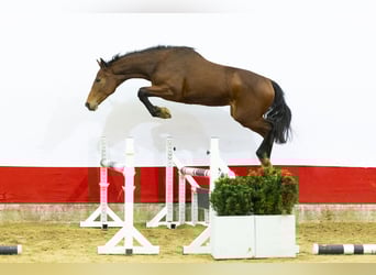 Studbook angloeuropeo, Stallone, 2 Anni, 157 cm