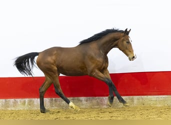 Studbook angloeuropeo, Stallone, 2 Anni, 157 cm