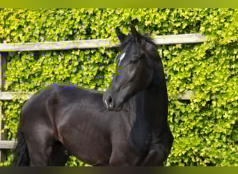 Studbook angloeuropeo, Stallone, 2 Anni, 157 cm, Morello