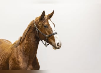 Studbook angloeuropeo, Stallone, 2 Anni, 158 cm