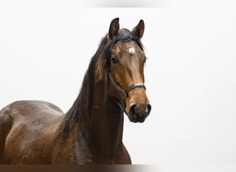 Studbook angloeuropeo, Stallone, 2 Anni, 158 cm