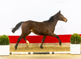 Studbook angloeuropeo, Stallone, 2 Anni, 159 cm, Baio