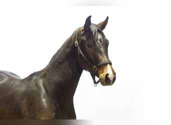 Studbook angloeuropeo, Stallone, 2 Anni, 160 cm, Baio