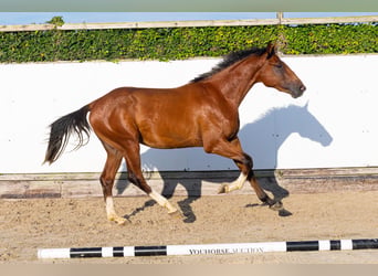 Studbook angloeuropeo, Stallone, 2 Anni, 162 cm, Baio