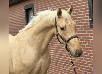 Studbook angloeuropeo, Stallone, 2 Anni, 162 cm, Palomino