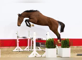 Studbook angloeuropeo, Stallone, 2 Anni, 163 cm, Baio