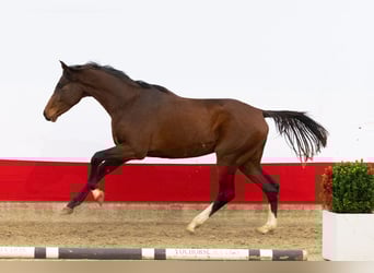 Studbook angloeuropeo, Stallone, 2 Anni, 164 cm, Baio