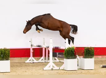 Studbook angloeuropeo, Stallone, 2 Anni, 164 cm, Baio