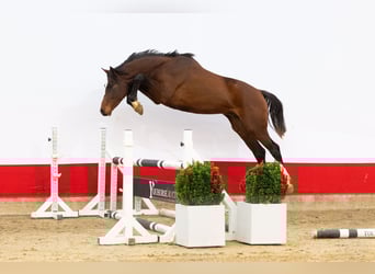 Studbook angloeuropeo, Stallone, 2 Anni, 164 cm, Baio