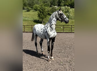 Studbook angloeuropeo Mix, Stallone, 2 Anni, 168 cm, Leopard