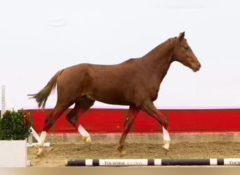 Studbook angloeuropeo, Stallone, 2 Anni, 168 cm, Sauro