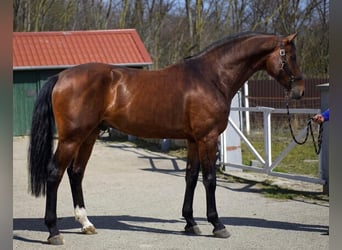 Studbook angloeuropeo, Stallone, 3 Anni, 168 cm, Baio