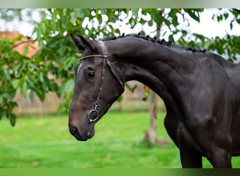 Studbook angloeuropeo, Stallone, 3 Anni, 169 cm, Baio nero