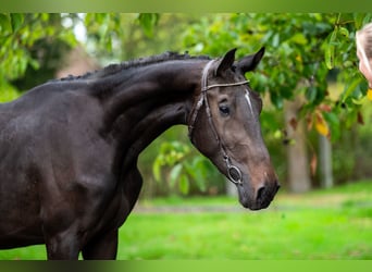 Studbook angloeuropeo, Stallone, 3 Anni, 169 cm, Baio nero