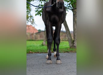 Studbook angloeuropeo, Stallone, 3 Anni, 169 cm, Baio nero
