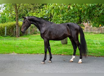 Studbook angloeuropeo, Stallone, 3 Anni, 169 cm, Baio nero