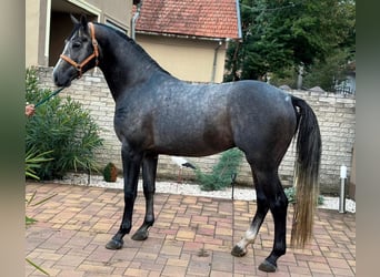 Studbook angloeuropeo, Stallone, 3 Anni, 171 cm, Grigio